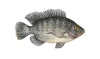冷凍吳郭魚/魚片 批發/加工成品