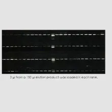 Plasmid Kit