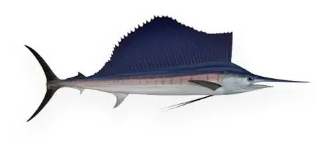 傘旗魚柳/板塊/魚塊/魚片 批發/加工