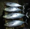 冷凍正鰹魚 批發/加工
