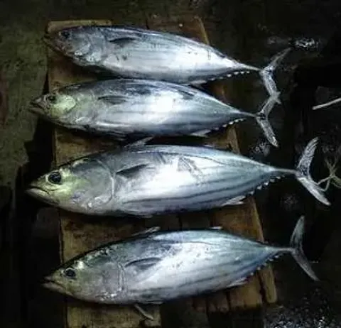 冷凍正鰹魚 批發/加工