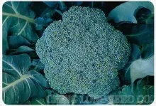 B75, 75-Day Broccoli