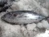 冷凍正鰹魚 WHOLE/GG 批發/加工 (西瓜皮/煙仔/小串/柴魚/超低溫/船凍)