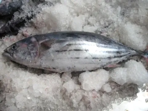 冷凍正鰹魚 WHOLE/GG 批發/加工 (西瓜皮/煙仔/小串/柴魚/超低溫/船凍)