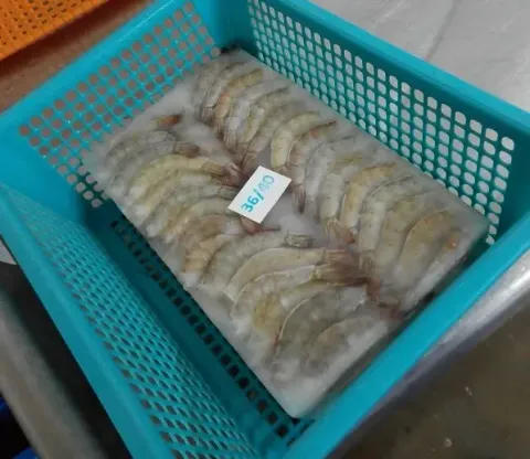 Contact Plate Freezer