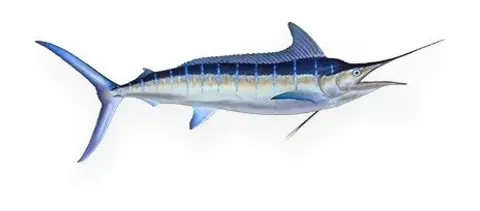冷凍紅旗魚 DWT/HGT 批發/加工