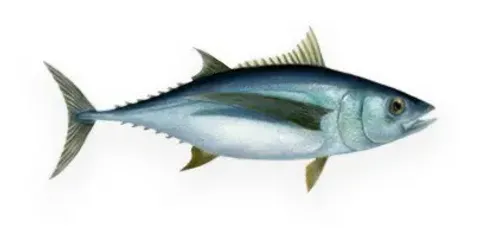 冷凍長鰭鮪 GG/WR/DWT/批發/加工