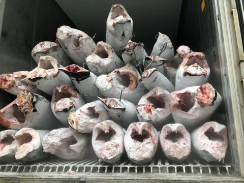 冷凍劍旗魚DWT/HGT 批發/加工