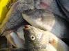冷凍吳郭魚/魚片 批發/加工成品 (羅非魚/非洲鯽/南洋鯽/台灣鯛/聖彼得魚)