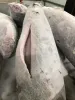 冷凍劍旗魚DWT/HGT 批發/加工