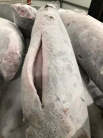 冷凍劍旗魚DWT/HGT 批發/加工