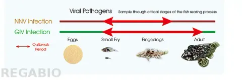 石斑魚虹彩病毒快速檢測試劑 - 感染時期