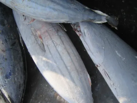 冷凍正鰹魚 WHOLE/GG 批發/加工 (西瓜皮/煙仔/小串/柴魚/超低溫/船凍)