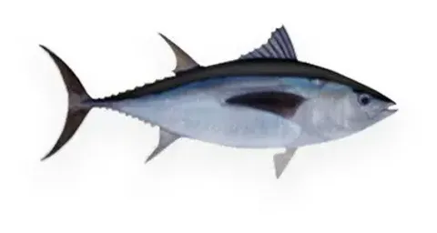 冷凍大目鮪魚 GG/WR/DWT/WHOLE