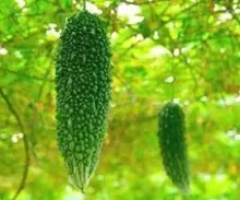 Bitter melon extract