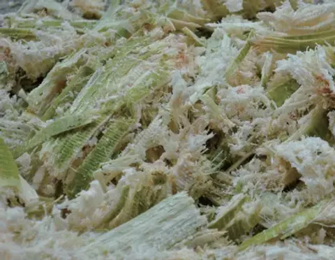 CP300 桌上型 甘蔗榨汁機