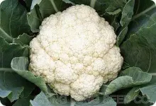 New 070 cauliflower seeds
