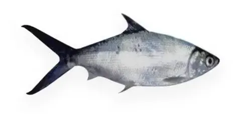 冷凍虱目魚肚/虱目魚 批發/加工成品