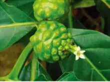 Noni SOD-LIKE Enzyme
