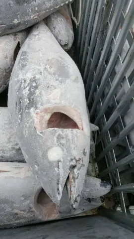 冷凍大目鮪魚 GG/WR/DWT/WHOLE