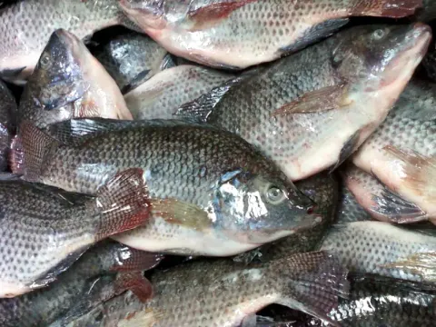 冷凍吳郭魚/魚片 批發/加工成品 (羅非魚/非洲鯽/南洋鯽/台灣鯛/聖彼得魚)