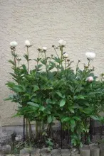 plant support manufacturers(taiwan)