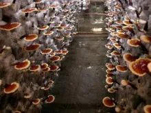 senzo reishi and pollen ( Ling Chih, Ganoderma,Ganoderma lucidum)