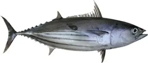 冷凍正鰹魚 批發/加工