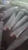 冷凍紅旗魚 DWT/HGT 批發/加工