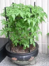 plant support manufacturers(taiwan)