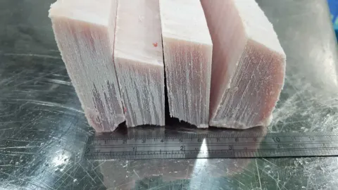 長鰭鮪魚塊/魚柳/腹肉/魚片 批發/加工