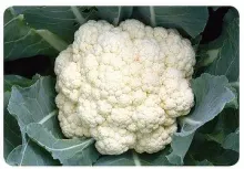 H37, 37-Day Cauliflower(Hard Ball)