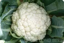 H-80, 80 days cauliflower seeds