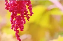 Taiwan Quinoa