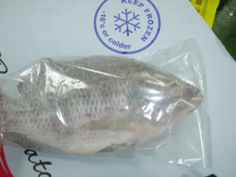 冷凍吳郭魚/魚片 批發/加工成品 (羅非魚/非洲鯽/南洋鯽/台灣鯛/聖彼得魚)