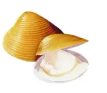 Clams