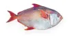 冷凍月魚 DWT/WR/日本切 批發(月亮魚/紅皮刀/大紅魚/紅斑魚)