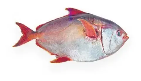 冷凍月魚 DWT/WR/日本切 批發(月亮魚/紅皮刀/大紅魚/紅斑魚)