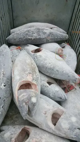 冷凍大目鮪魚 GG/WR/DWT/WHOLE